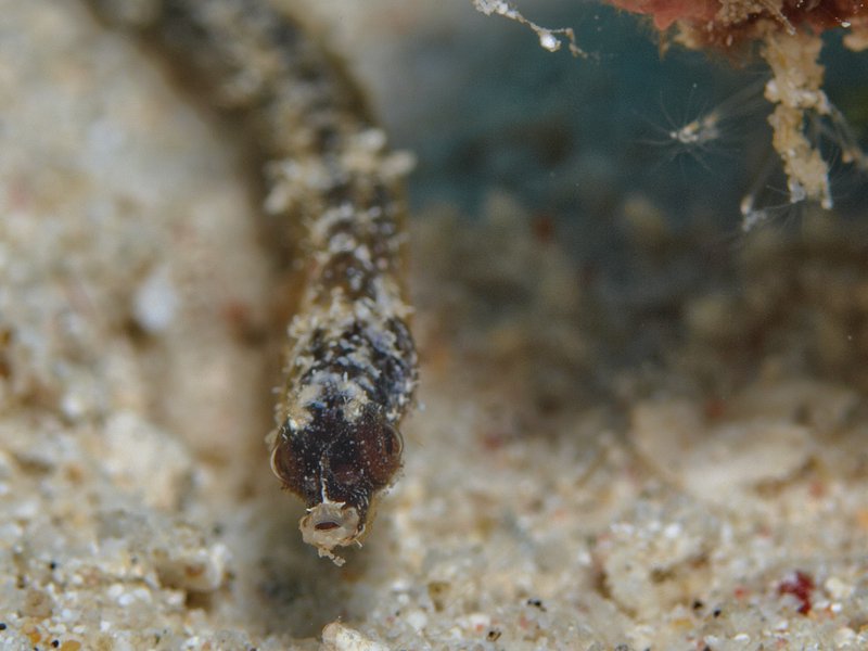 Pipefish, Meno Slope